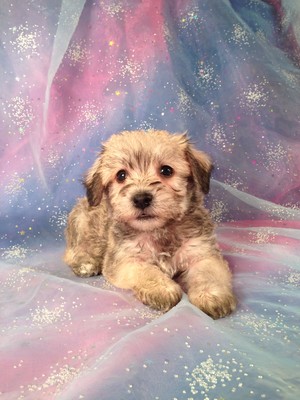 Male Schnoodle Puppy for sale #5 Born February 20th 2013|Located about 25 miles South of Albert Lea Minnesota